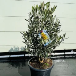 Tropictrees - Olijfboom - Olea Europea - Olijfstruik - Winterhard - Pot ⌀ 20cm - Hoogte 70-80cm -Exporteren Buiten Groen Winkel 1200x900 14