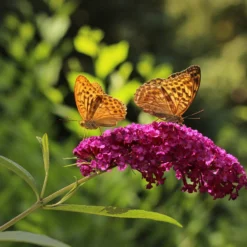 WL Plants - Mix Van 3 - Buddleja Davidii - 'Pink Delight' - 'Nanho Blue' - 'White Profusion' - Roze, Wit En Blauw - Vlinderstruik - Winterhard - Tuinplanten - ± 25cm Hoog - 9cm Diameter - In Kweekpot -Exporteren Buiten Groen Winkel 1200x900 15