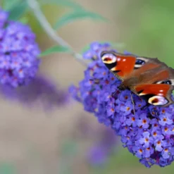 WL Plants - Mix Van 3 - Buddleja Davidii - 'Pink Delight' - 'Nanho Blue' - 'White Profusion' - Roze, Wit En Blauw - Vlinderstruik - Winterhard - Tuinplanten - ± 25cm Hoog - 9cm Diameter - In Kweekpot -Exporteren Buiten Groen Winkel 1200x900 16