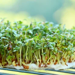 Tuin De Bruijn® Zaden - Tuinkers Alenois - Overvloedige Oogst -Exporteren Buiten Groen Winkel 1200x900