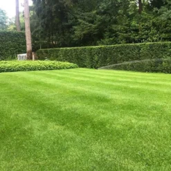 ECOstyle Graszaad Herstel Snelkiemend Gazon Gras – Herstelt Kale Plekken – Vogelwerende Coating – Geschikt Voor Zon- En Schaduw Gazons - Snelle Kieming – 20 – 30M² – 500 GR -Exporteren Buiten Groen Winkel 1200x900 6