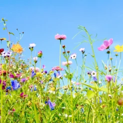 Tuin De Bruijn® Zaden - Tübinger Bloemenmengsel - Aantrekkelijk Voor Bijen En Vlinders -Exporteren Buiten Groen Winkel 1200x900 7