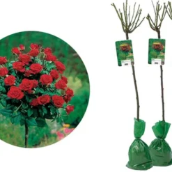 Stamrozen ROOD XXL X 3 - Winterharde Roos - Buitenplant - 120-140 Cm -Exporteren Buiten Groen Winkel 1200x904