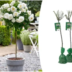 Exporteren Buiten Groen Winkel -Exporteren Buiten Groen Winkel 1200x913 1