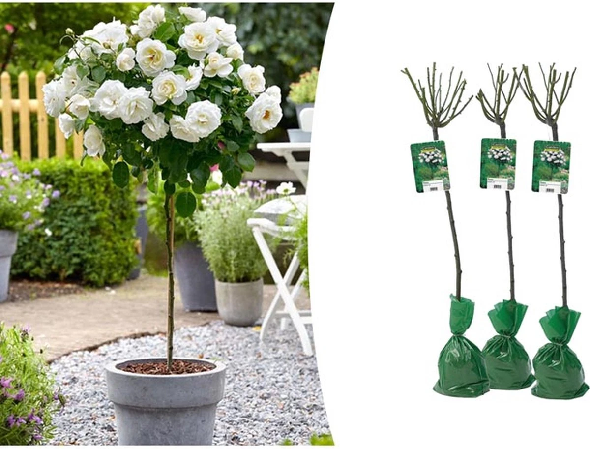Stamrozen 3x XXL - Buitenplant - Grootbloemig - OH2 - Winterhard - Heerlijke Geur - Wit- Stamrozen 120-140 Cm 2 Stamrozen 3x XXL - Buitenplant - Grootbloemig - OH2 - Winterhard - Heerlijke Geur - Wit- Stamrozen 120-140 Cm - Afbeelding 2