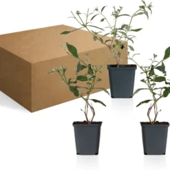 WL Plants - Mix Van 3 - Buddleja Davidii - 'Pink Delight' - 'Nanho Blue' - 'White Profusion' - Roze, Wit En Blauw - Vlinderstruik - Winterhard - Tuinplanten - ± 25cm Hoog - 9cm Diameter - In Kweekpot -Exporteren Buiten Groen Winkel 1200x913