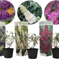 Plant In A Box - Mix Van 3 Vlinderstruiken - Buddleja Davidii 'Nanho Blue', 'Pink Delight', 'White Profusion' - Pot 9cm - Hoogte 25-40cm -Exporteren Buiten Groen Winkel 1200x921