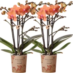 Kolibri Orchids | COMBI DEAL Van 2 Oranje Phalaenopsis Orchideeën - Bolzano - Potmaat Ø9cm Bloeiende Kamerplant - Vers Van De Kweker