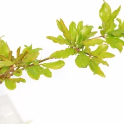 Punica Granatum 'Acco', Granaatappel, 2 Liter Pot -Exporteren Buiten Groen Winkel 1200x961 1