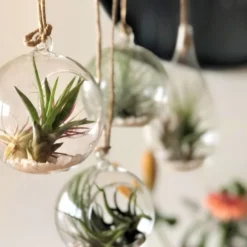 Tillandsia Luchtplantjes Mix Medium - Airplants - 10 Stuks + Tillandsia Spray -Exporteren Buiten Groen Winkel 1200x961