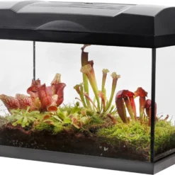 Swampworld Terrarium XL Met Lamp - Vleesetende Planten Terrarium - 5 Verschillende Vleesetende Plant Soorten - L39xB21xH31 Cm