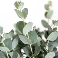 Eucalyptus Gunnii - Gomboom - Heester - Groenblijvend - ⌀17 Cm - 40-50 Cm -Exporteren Buiten Groen Winkel 1200x970 1