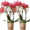 Kolibri Orchids | COMBI DEAL Van 2 Rode Phalaenopsis Orchideeën - Congo - Potmaat Ø9cm Bloeiende Kamerplant - Vers Van De Kweker