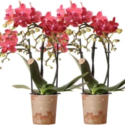 Kolibri Orchids | COMBI DEAL Van 2 Rode Phalaenopsis Orchideeën - Congo - Potmaat Ø9cm Bloeiende Kamerplant - Vers Van De Kweker