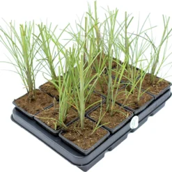 GP 12 X Prachtriet Gracillimus - Winterhard Siergras - Miscanthus Sinensis 'Gracillimus' In 9x9cm Pot Met Hoogte 5-10cm 12 GP 12 X Prachtriet Gracillimus - Winterhard Siergras - Miscanthus Sinensis 'Gracillimus' In 9x9cm Pot Met Hoogte 5-10cm -Exporteren Buiten Groen Winkel 1200x975