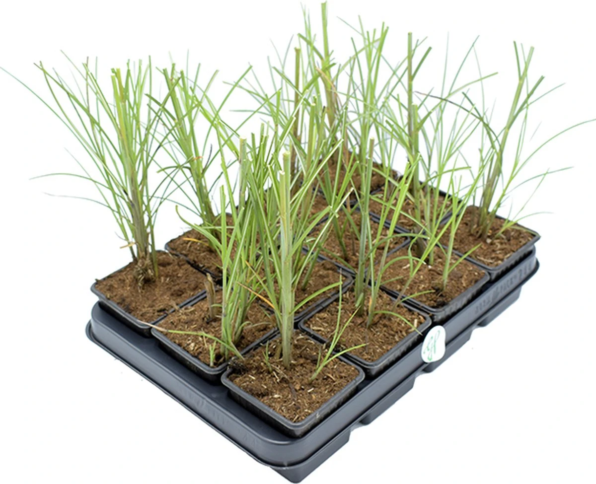 GP 12 X Prachtriet Gracillimus - Winterhard Siergras - Miscanthus Sinensis 'Gracillimus' In 9x9cm Pot Met Hoogte 5-10cm 5 GP 12 X Prachtriet Gracillimus - Winterhard Siergras - Miscanthus Sinensis 'Gracillimus' In 9x9cm Pot Met Hoogte 5-10cm - Afbeelding 5