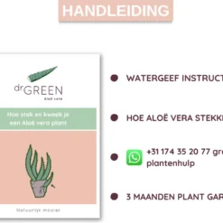 Dr. Green® Broeder Green - Met Kweekhandleiding - Aloë Vera Plant Groot 45 Cm - ø 15 Cm - Kamerplanten - Vetplant - Kamerplant Luchtzuiverend - Succulent -Exporteren Buiten Groen Winkel 1200x976