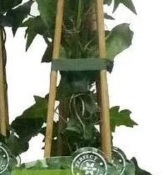 6 X Hedera Helix -Klimop 60-80cm In Pot -Exporteren Buiten Groen Winkel 231x1200
