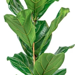 Ficus Lyrata Straight | Vioolbladplant / Tabaksplant
