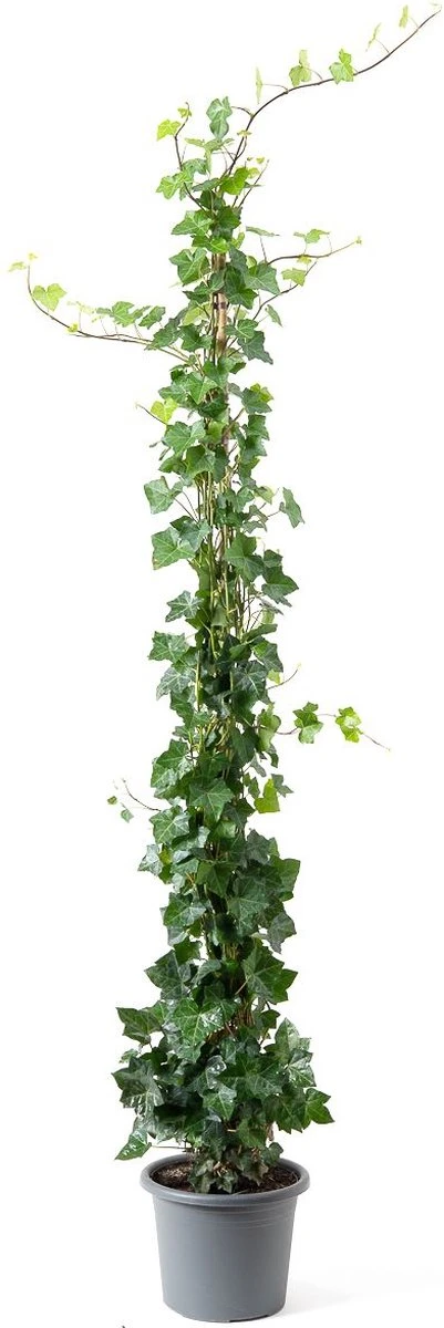 20 Stuks Hedera Hibernica Klimop 175-200 1 20 Stuks Hedera Hibernica Klimop 175-200