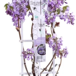 Wisteria 'Blue Waterfall' - ↨75cm - Ø23
