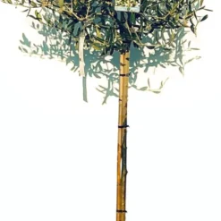 Sunnytree - Olijfboom Op Stam - Boom - Winterhard - Groenblijvend - Bol Op Stam - 160cm Hoog