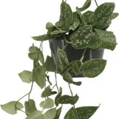 Scindapsus Pictus - Epipremnum - 25cm