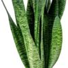 Sansevieria XL 'Zeylanica' Per Stuk | Vrouwentong - Kamerplant In Kwekerspot ⌀17 Cm - ↕65 Cm