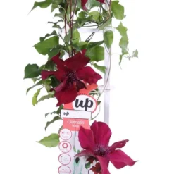 Clematis Boulevard Nubia™ - ↨65cm - Ø15