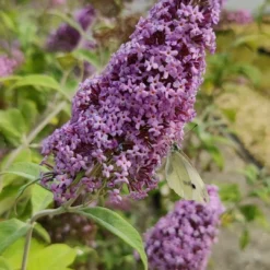 Buddleja 'Pink Delight' Vlinderstruik - 60 Cm - 2 Liter Pot -Exporteren Buiten Groen Winkel 540x1200 14