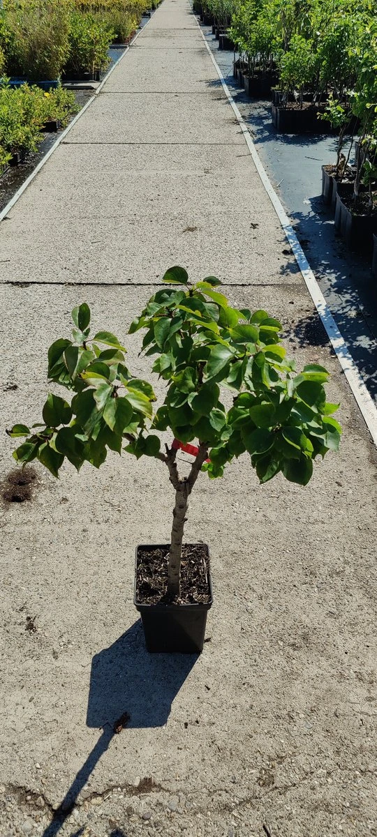 Prunus Armeniaca - Mini-abrikoos - Dwerg Abrikozenboom - 5 Liter Pot -70cm 2 Prunus Armeniaca - Mini-abrikoos - Dwerg Abrikozenboom - 5 Liter Pot -70cm - Afbeelding 2