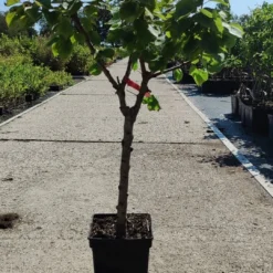 Prunus Armeniaca - Mini-abrikoos - Dwerg Abrikozenboom - 5 Liter Pot -70cm 7 Prunus Armeniaca - Mini-abrikoos - Dwerg Abrikozenboom - 5 Liter Pot -70cm -Exporteren Buiten Groen Winkel 540x1200 6