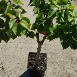 Prunus Armeniaca - Mini-abrikoos - Dwerg Abrikozenboom - 5 Liter Pot -70cm 8 Prunus Armeniaca - Mini-abrikoos - Dwerg Abrikozenboom - 5 Liter Pot -70cm -Exporteren Buiten Groen Winkel 540x1200 7