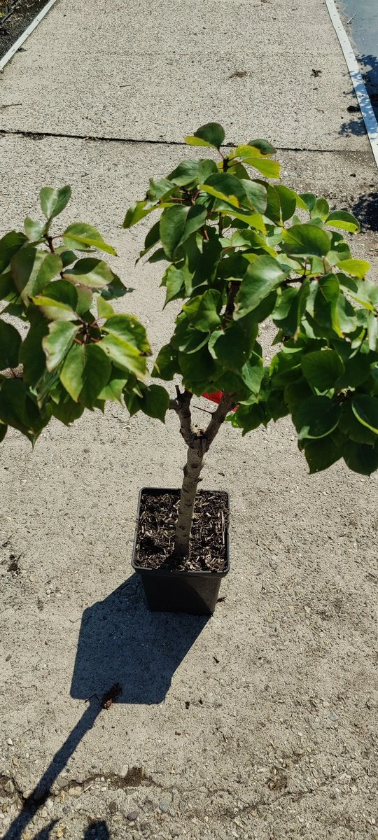 Prunus Armeniaca - Mini-abrikoos - Dwerg Abrikozenboom - 5 Liter Pot -70cm 4 Prunus Armeniaca - Mini-abrikoos - Dwerg Abrikozenboom - 5 Liter Pot -70cm - Afbeelding 4