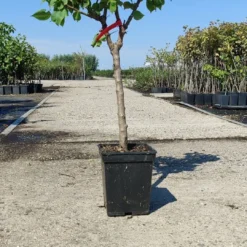 Prunus Armeniaca - Mini-abrikoos - Dwerg Abrikozenboom - 5 Liter Pot -70cm 9 Prunus Armeniaca - Mini-abrikoos - Dwerg Abrikozenboom - 5 Liter Pot -70cm -Exporteren Buiten Groen Winkel 540x1200 8