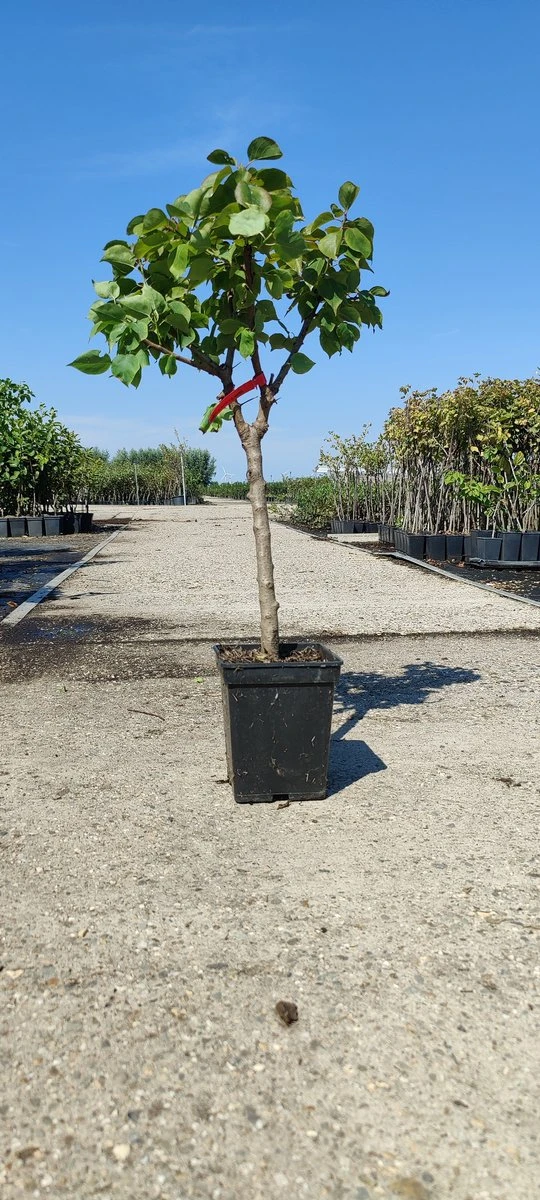 Prunus Armeniaca - Mini-abrikoos - Dwerg Abrikozenboom - 5 Liter Pot -70cm 5 Prunus Armeniaca - Mini-abrikoos - Dwerg Abrikozenboom - 5 Liter Pot -70cm - Afbeelding 5
