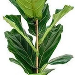 Ficus Lyrata Straight | Vioolbladplant / Tabaksplant -Exporteren Buiten Groen Winkel 552x1200