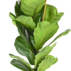 Ficus Lyrata | Groene Kamerplant | Potmaat 21cm | Hoogte 95cm | Geleverd In Kwekerspot -Exporteren Buiten Groen Winkel 558x1200