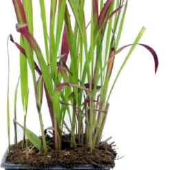 GP 12 X Japans Bloedgras - Siergras - Tuinplanten Winterhard - Vaste Planten - Imperata Red Baron - In 9x9cm Pot Met Hoogte 5-10cm -Exporteren Buiten Groen Winkel 571x1200