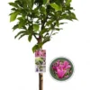 Merkloos Magnolia Susan Op Stam - Totale Hoogte 85 Cm