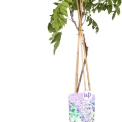 Wisteria Sinensis Prolific – Blauwe Regen – Klimplant – Onderhoudsvriendelijk - ⌀15 Cm - 60-70 Cm -Exporteren Buiten Groen Winkel 616x1200