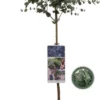 Merkloos Eucalyptus Op Stam - Eucalyptus Gunnii (Cidergomboom) - Totale Hoogte 85cm