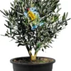 Tropictrees - Olijfboom - Olea Europea - Olijfstruik - Winterhard - Pot ⌀ 20cm - Hoogte 70-80cm