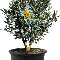 Tropictrees - Olijfboom - Olea Europea - Olijfstruik - Winterhard - Pot ⌀ 20cm - Hoogte 70-80cm