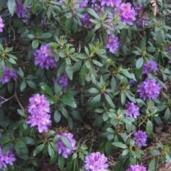 Rhododendron 'Gristede' 20-30 Cm In Pot -Exporteren Buiten Groen Winkel 654x1200 1