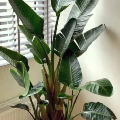 Strelitzia Augusta 180 Cm Hoog ...de Populairste Plant Van Dit Moment. Gratis Persoonlijke Bezorging Om Beschadiging Te Voorkomen En Met Verzorgingsinstructies. Bezorging -Exporteren Buiten Groen Winkel 655x1200
