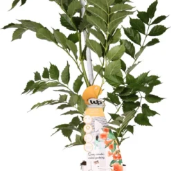 Campsis 'Indian Summer' - ↨65cm - Ø15