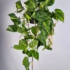 Merkloos Philodendron Scandens Brasil - Hangplant Voor Binnen - Potmaat 15 Cm - Ranklengte 20 Centimenter - Plants By Suus