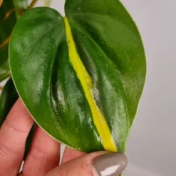 Merkloos Philodendron Scandens Brasil - Hangplant Voor Binnen - Potmaat 15 Cm - Ranklengte 20 Centimenter - Plants By Suus -Exporteren Buiten Groen Winkel 674x1200 2