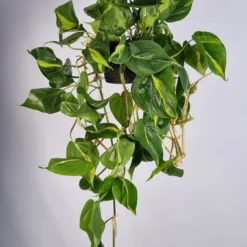Merkloos Philodendron Scandens Brasil - Hangplant Voor Binnen - Potmaat 15 Cm - Ranklengte 20 Centimenter - Plants By Suus